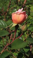 blossomtime