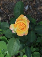 canary-jpg2_