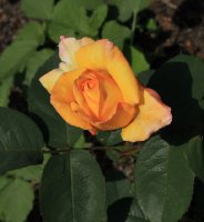 canary-jpg3_