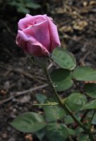 eminence-jpg2_