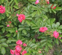 f-j-grotendoorst-jpg2_