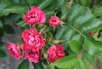 f-j-grotendoorst-jpg3_