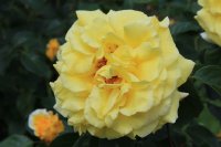 goldstern-jpg2_
