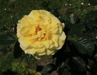 lichtkonigin-lucia-jpg2_