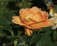 maigold-jpg2_