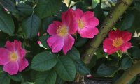 rosa-canina-kiese-jpg2_