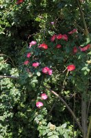 rosa-canina-kiese-jpg3_