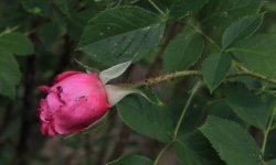 rosa-centifolia-major-jpg2_