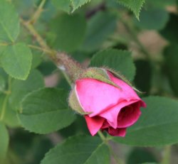 rosa-centifolia-major
