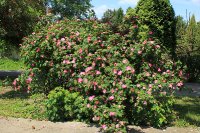 rosa-gallica-splendens-jpg2_