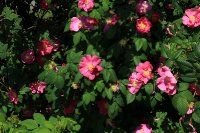 rosa-gallica-splendens