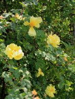 rosa-harissoni-jpg2_