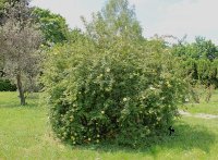 rosa-harissoni-jpg3_