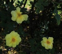 rosa-harissoni