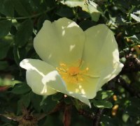 rosa-hugonis-jpg2_