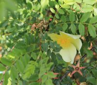 rosa-hugonis