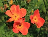 rosa-lutea-bicolor-jpg2_