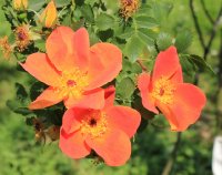 rosa-lutea-bicolor-jpg3_