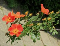 rosa-lutea-bicolor-jpg4_