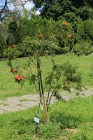 rosa-lutea-bicolor-jpg5_