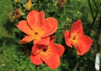 rosa-lutea-bicolor