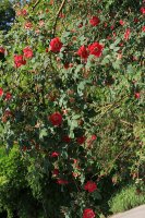 rosa-moyesii-jpg2_