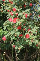 rosa-moyesii-jpg3_