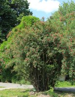 rosa-moyesii-jpg4_