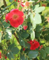 rosa-moyesii