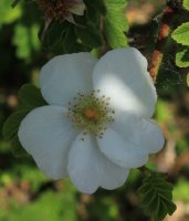 rosa-omeiensis-pteracantha-jpg2_