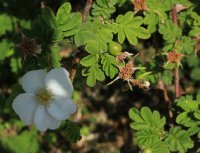 rosa-omeiensis-pteracantha