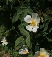 rosa-villosa-carpatia-jpg2_