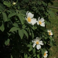 rosa-villosa-carpatia-jpg3_