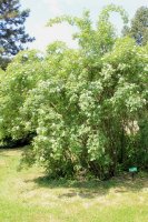 rosa-villosa-carpatia-jpg4_