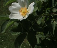 rosa-villosa-carpatia