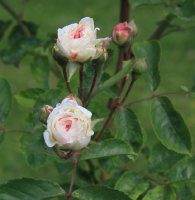 white-tausendschon-jpg2_