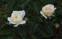 white-tausendschon
