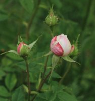madame-plantiere-jpg2_
