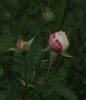 madame-plantiere