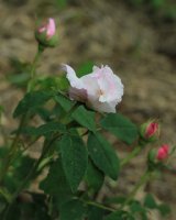 aimable-amie-jpg2_
