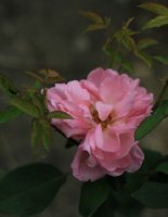 anna-scharsach-jpg2_