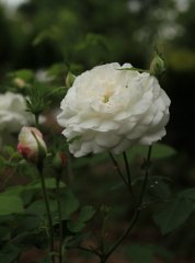 armide-jpg2_