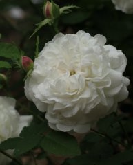 armide-jpg3_