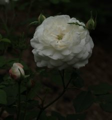 armide