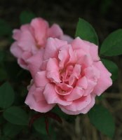 astra-jpg2_