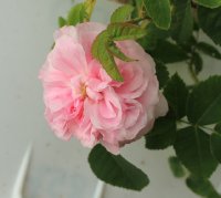 bellard-jpg2_