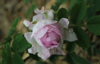 blush-hip-jpg2_