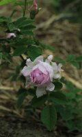 blush-hip