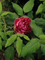 comandant-beaurep-jpg2_