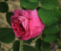 duc-de-cambridge-jpg7_